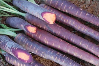 West Coast Seeds - Carrots