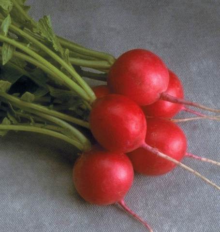 West Coast Seeds - Radish