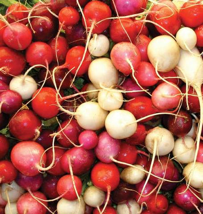 West Coast Seeds - Radish