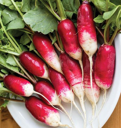 West Coast Seeds - Radish