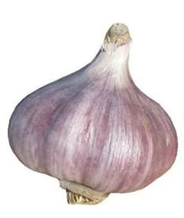 Seed Garlic Bulbs