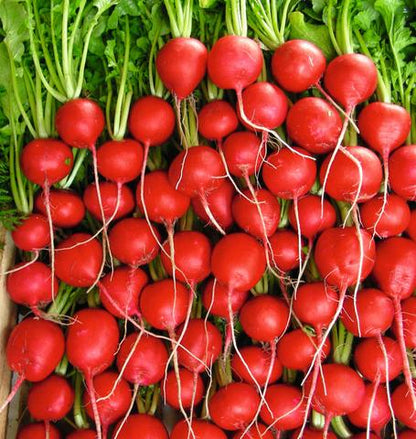 West Coast Seeds - Radish