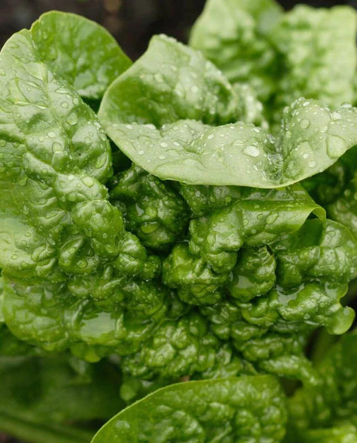West Coast Seeds - Spinach