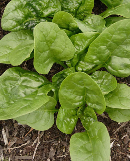 West Coast Seeds - Spinach