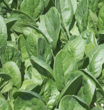 West Coast Seeds - Spinach