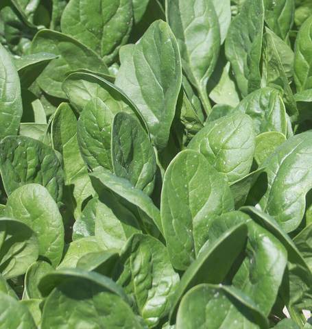 West Coast Seeds - Spinach