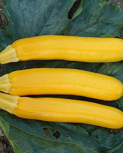 West Coast Seeds - Squash/Pumpkin