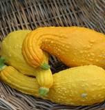 West Coast Seeds - Squash/Pumpkin