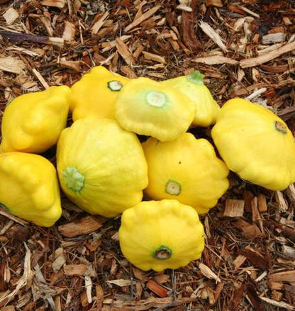 West Coast Seeds - Squash/Pumpkin