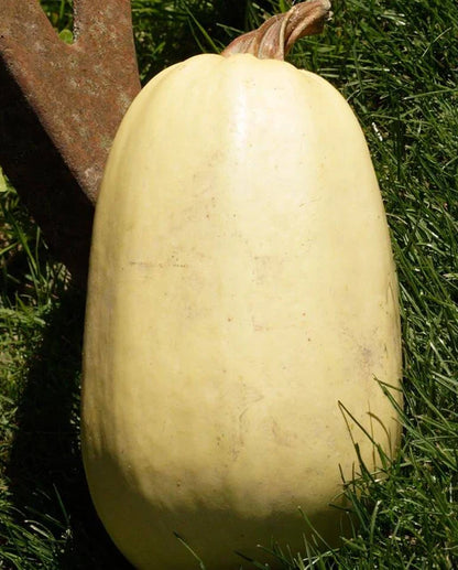 West Coast Seeds - Squash/Pumpkin