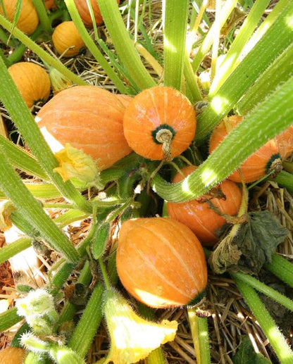 West Coast Seeds - Squash/Pumpkin