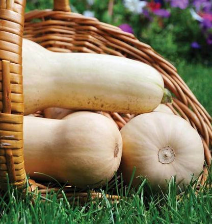 West Coast Seeds - Squash/Pumpkin