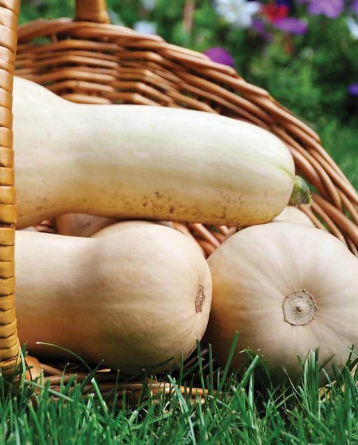 West Coast Seeds - Squash/Pumpkin