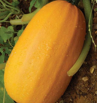 West Coast Seeds - Squash/Pumpkin