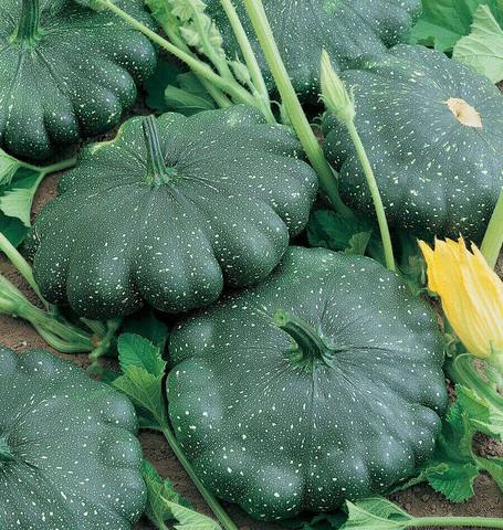 West Coast Seeds - Squash/Pumpkin