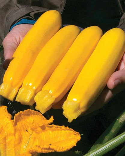 West Coast Seeds - Squash/Pumpkin