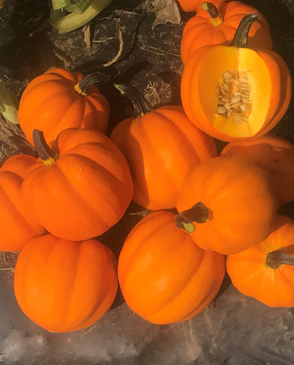 West Coast Seeds - Squash/Pumpkin