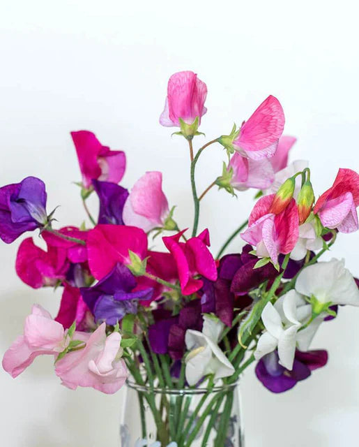 West Coast Seeds - Flowers - Sweetpea