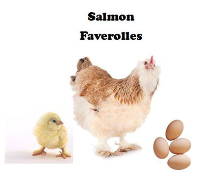 Chicks-Pullets - 2026 Shipment 2 - Pick Up - April 7, 2026