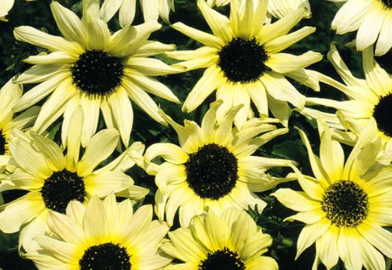 West Coast Seeds - Flowers - Sunflowers
