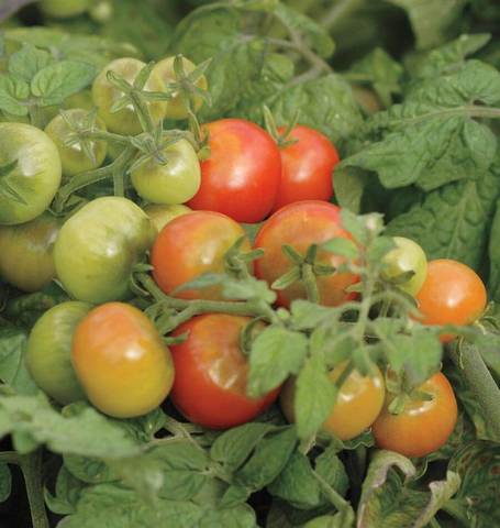 West Coast Seeds - Tomatoes