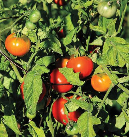West Coast Seeds - Tomatoes