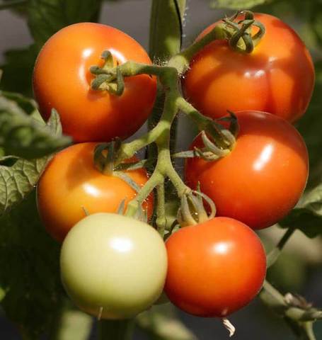 West Coast Seeds - Tomatoes
