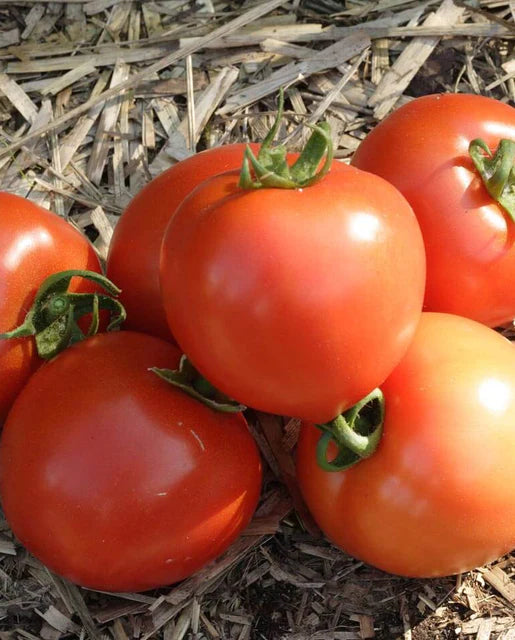 West Coast Seeds - Tomatoes