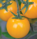West Coast Seeds - Tomatoes