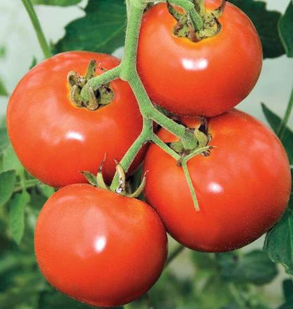 West Coast Seeds - Tomatoes