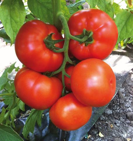 West Coast Seeds - Tomatoes