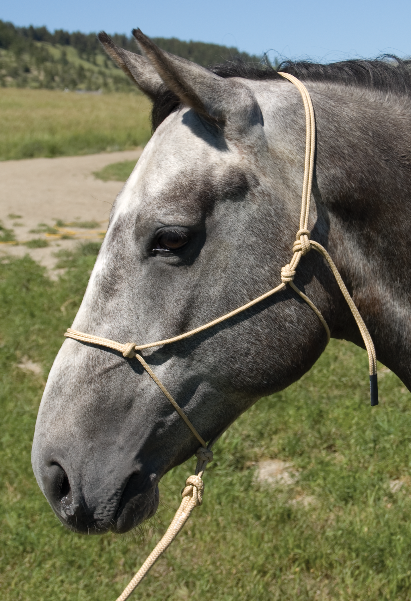 Burwash - Marine Line - Trail Horse Halter with 8 ft Lead