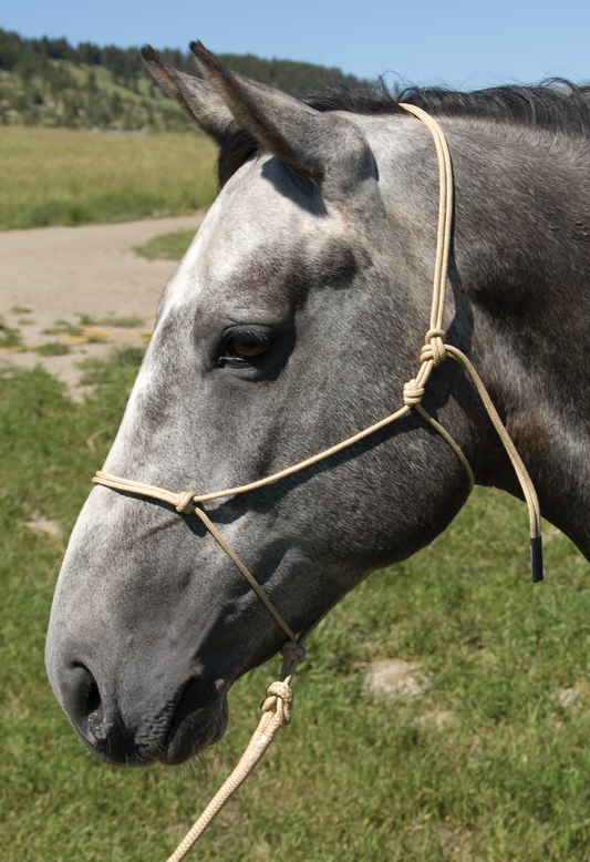 Burwash - Marine Line - Trail Horse Halter with 8 ft Lead