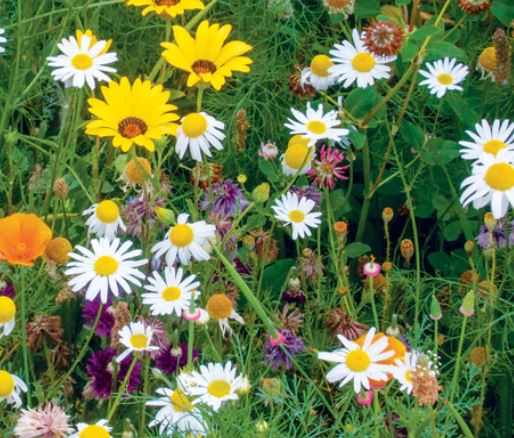 West Coast Seeds - Mixed Flowers