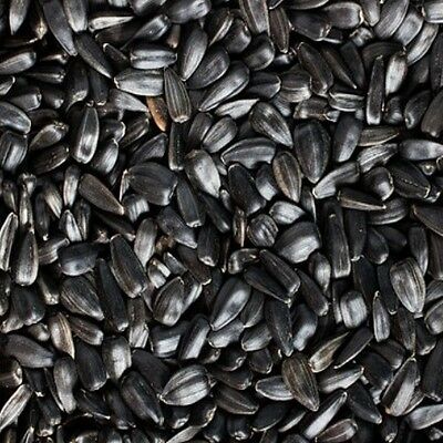 Black Oil Sunflower Seed - 1.5 Kg