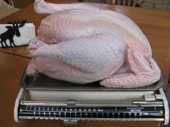 Broiler (Meat) Chicks - Mistral Gris (Unsexed) - Shipment 1 - May 14th, 2025