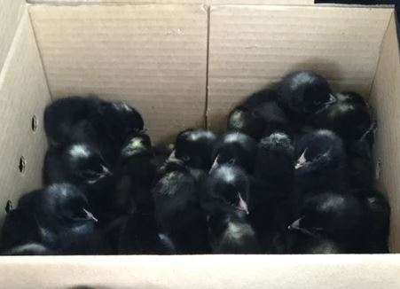 Broiler (Meat) Chicks - Mistral Gris (Unsexed) - Shipment 1 - May 14th, 2025