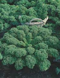 Fothergill's Seeds - Vegetables (1)