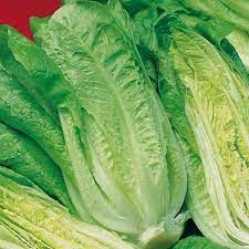 Fothergill's Seeds - Vegetables (1)