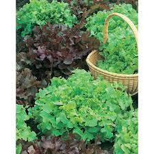 Fothergill's Seeds - Vegetables (1)