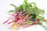 Fothergill's Seeds - Micro Greens