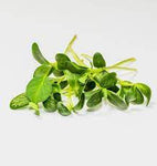 Fothergill's Seeds - Micro Greens