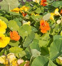 West Coast Seeds - Flowers - Assorted