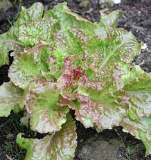 West Coast Seeds - Lettuce