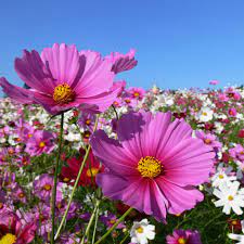 West Coast Seeds - Flowers - Assorted