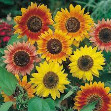 Fothergill's Seeds - Flowers