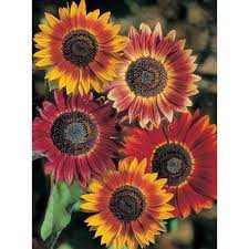 Fothergill's Seeds - Flowers