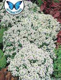 Fothergill's Seeds - Flowers