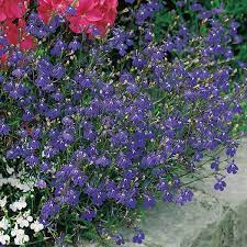 Fothergill's Seeds - Flowers