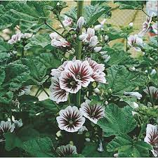 Fothergill's Seeds - Flowers